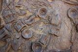 Fossil Xiphactinus Skull - Terror Of The Inland Seaway! #117041-4